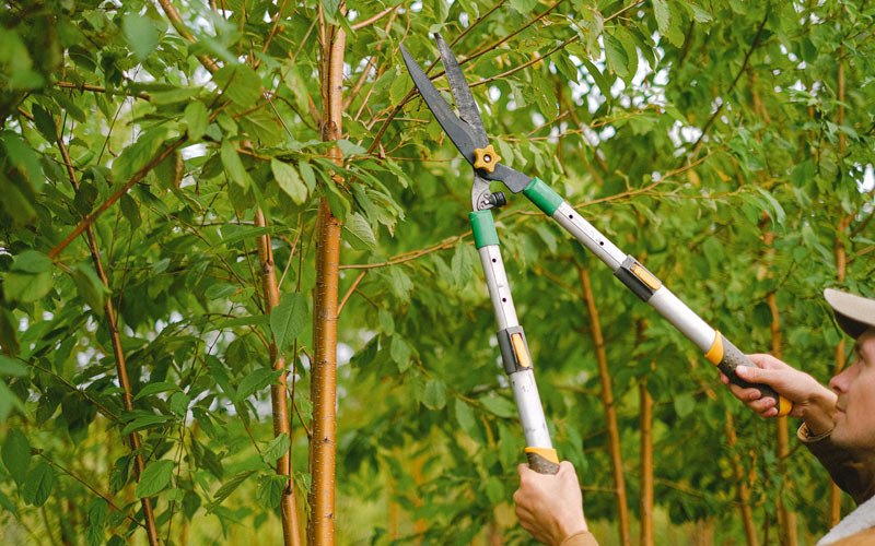 Tree trimming in Honeoye Falls, NY